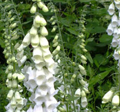 Náprstník červený 'Snow Thimble' - Digitalis purpurea 'Snow Thimble'