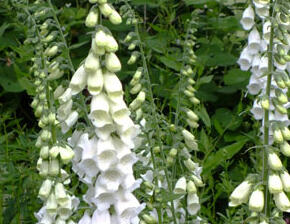 Náprstník červený 'Snow Thimble' - Digitalis purpurea 'Snow Thimble'