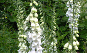 Náprstník červený 'Snow Thimble'