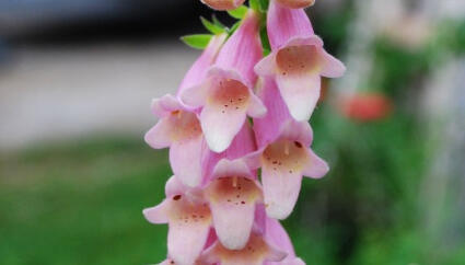 Náprstník 'Glory of Roundway' - Digitalis 'Glory of Roundway'