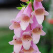 Náprstník 'Glory of Roundway' - Digitalis 'Glory of Roundway'