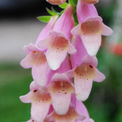 Náprstník 'Glory of Roundway' - Digitalis 'Glory of Roundway'