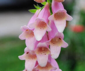 Náprstník 'Glory of Roundway' - Digitalis 'Glory of Roundway'