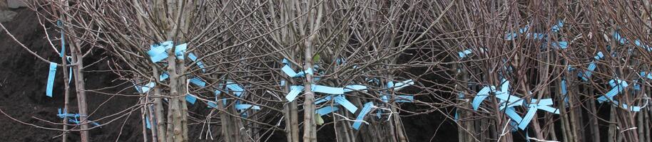 prostokořenné stromky