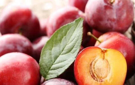 Švestkomeruňka 'Krasnaja Strela' - Prunus hybrid 'Krasnaja Strela'