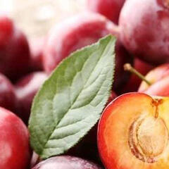 Švestkomeruňka 'Krasnaja Strela' - Prunus hybrid 'Krasnaja Strela'