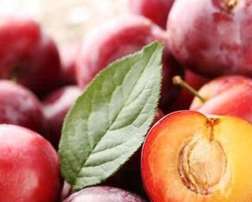 Švestkomeruňka středně raná 'Krasnaja Strela'