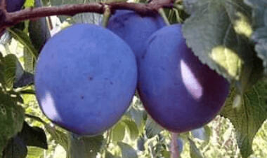 Pološvestka pozdní 'Kamir' - Prunus domestica 'Kamir'