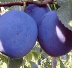 Pološvestka pozdní 'Kamir' - Prunus domestica 'Kamir'