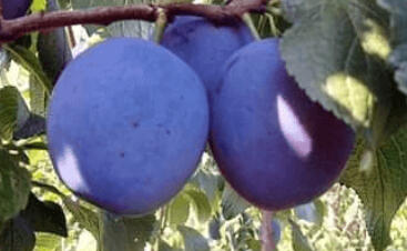 Pološvestka pozdní 'Kamir'