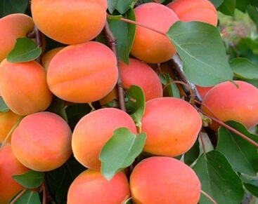 Meruňka středně raná 'Bhrat'