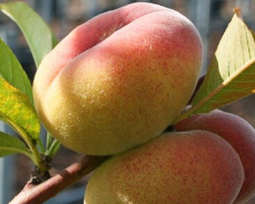 Broskvoň středně raná 'Sandwich Weis'