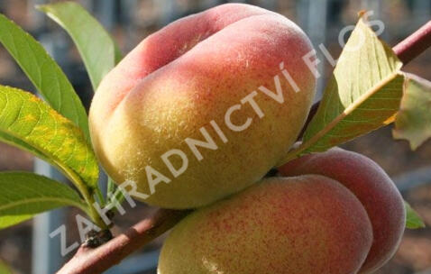 Broskvoň středně raná 'Sandwich Weis' - Prunus persica 'Sandwich Weis'