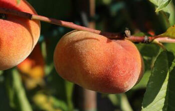 Broskvoň 'Sandwich Gelb' - Prunus persica 'Sandwich Gelb'