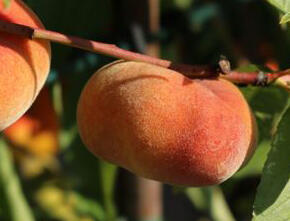 Broskvoň 'Sandwich Gelb' - Prunus persica 'Sandwich Gelb'