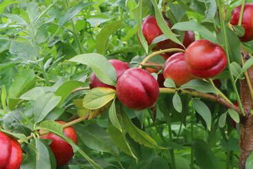 Nektarinka 'Crimson Gold' - Prunus persica 'Crimson Gold'