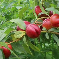 Nektarinka 'Crimson Gold' - Prunus persica 'Crimson Gold'