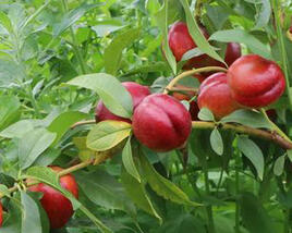 Nektarinka raná 'Crimson Gold'