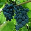 Réva vinná 'Moldova' - Vitis vinifera 'Moldova'