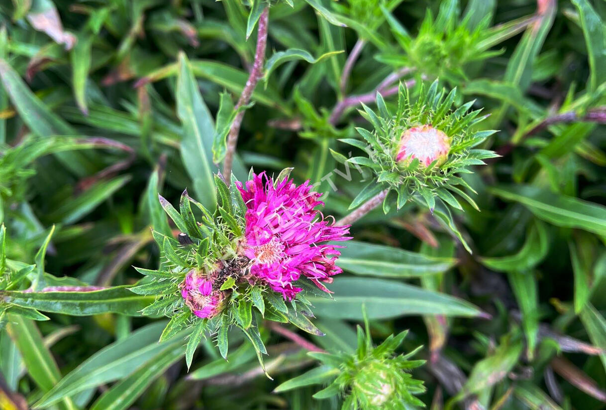 Stokésie 'Colorwheel' - Stokesia laevis 'Colorwheel'