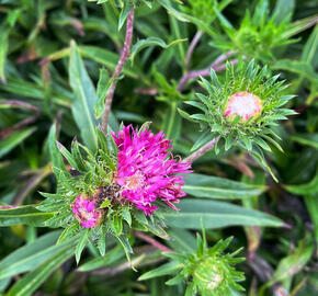 Stokésie 'Colorwheel' - Stokesia laevis 'Colorwheel'