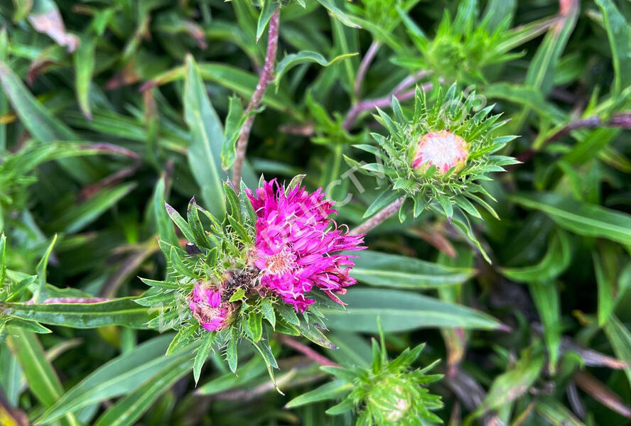 Stokésie 'Colorwheel' - Stokesia laevis 'Colorwheel'