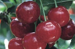 Višeň raná 'Nefris' - Prunus cerasus 'Nefris'