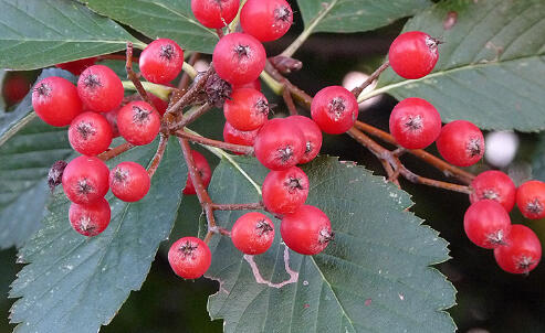 Jeřáb Mougeotův - Sorbus mougeotii