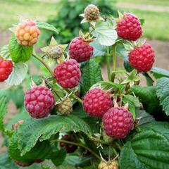 Maliník jednouplodící 'Zeva' II - Rubus idaeus 'Zeva' II