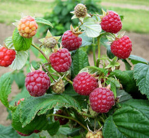 Maliník jednouplodící 'Zeva' II - Rubus idaeus 'Zeva' II