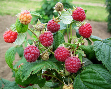 Maliník jednouplodící 'Zeva II'