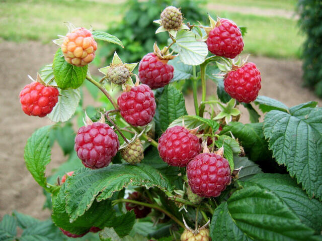 Maliník jednouplodící 'Zeva II' - Rubus idaeus 'Zeva II'