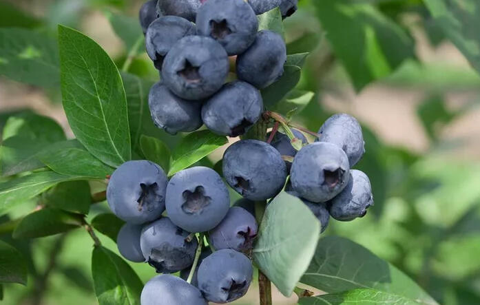 Borůvka chocholičnatá, kanadská borůvka 'Concord' - Vaccinium corymbosum 'Concord'