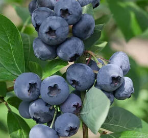 Borůvka chocholičnatá, kanadská borůvka 'Concord' - Vaccinium corymbosum 'Concord'