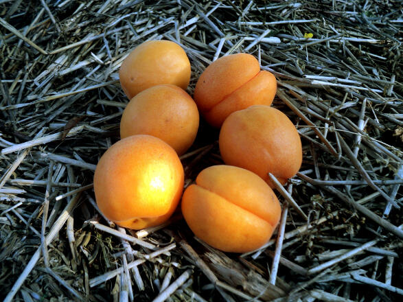 Meruňka středně raná 'Kompakta' - Prunus armeniaca 'Kompakta'