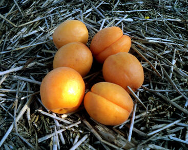 Meruňka středně raná 'Kompakta'