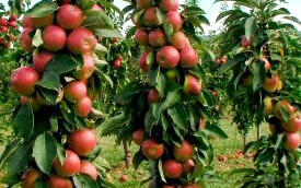 Jabloň podzimní 'Redcats'