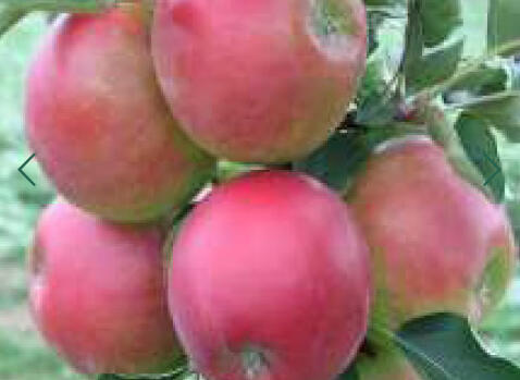 Jabloň podzimní 'Suncats' - Malus domestica 'Suncats'