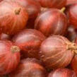Angrešt červený 'Pax' - Grossularia uva-crispa 'Pax'