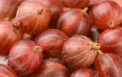 Angrešt červený 'Pax' - Grossularia uva-crispa 'Pax'