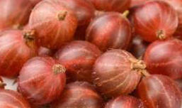 Angrešt červený 'Pax' - Grossularia uva crispa 'Pax'