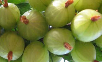 Angrešt žlutý 'Hinnonmaki Gold'