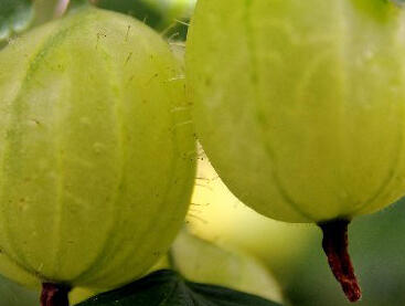 Angrešt žlutý 'Dukát'