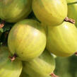Angrešt žlutý 'Reflamba' - Grossularia uva-crispa 'Reflamba'
