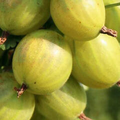 Angrešt žlutý 'Reflamba' - Grossularia uva-crispa 'Reflamba'