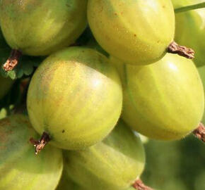 Angrešt žlutý 'Reflamba' - Grossularia uva crispa 'Reflamba'