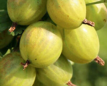 Angrešt žlutý 'Reflamba'