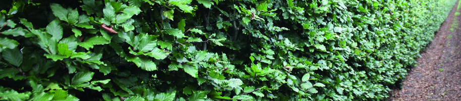 Fagus sylvatica - předpěstovaný živý plot (2)