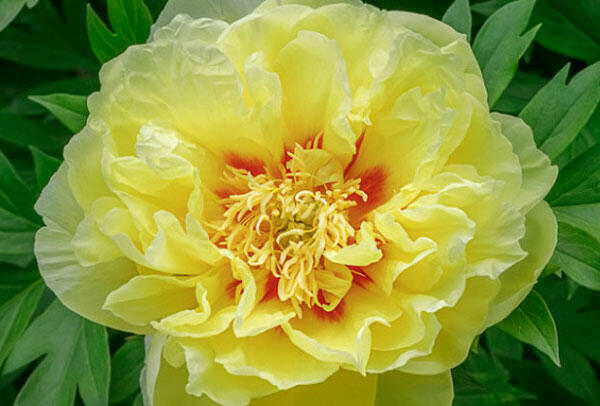 Pivoňka Itoh-hybrid 'Bartzella' - Paeonia Itoh-hybrid 'Bartzella'