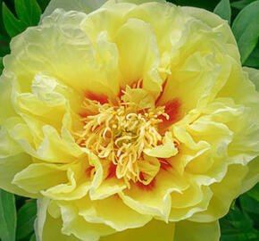 Pivoňka Itoh-hybrid 'Bartzella' - Paeonia Itoh-hybrid 'Bartzella'